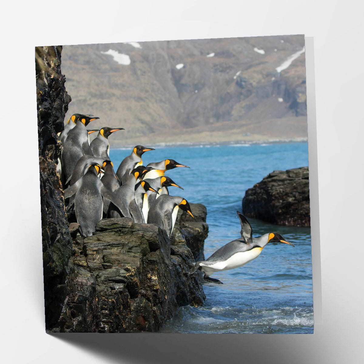 Penguins Diving Card