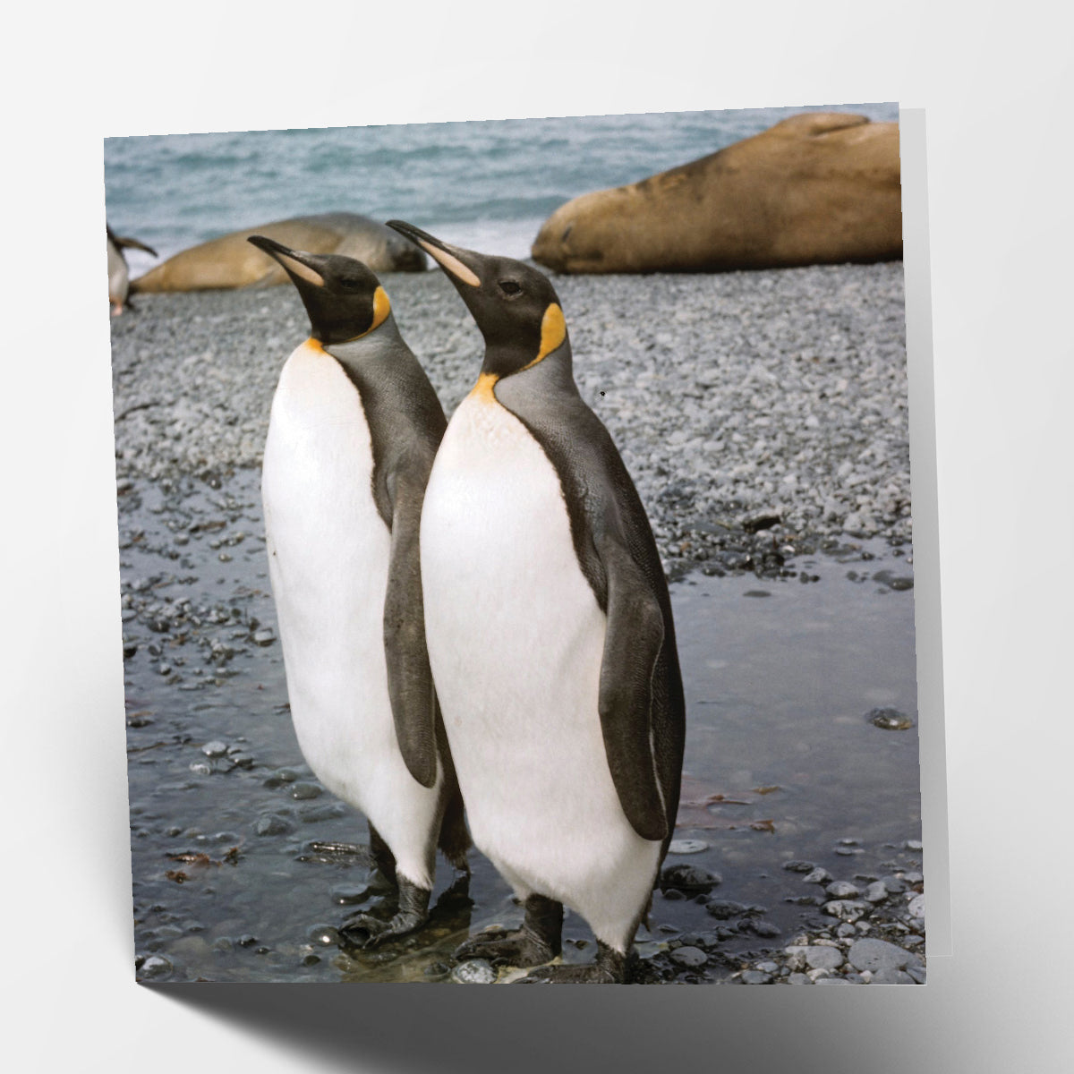 Penguin Couple Card